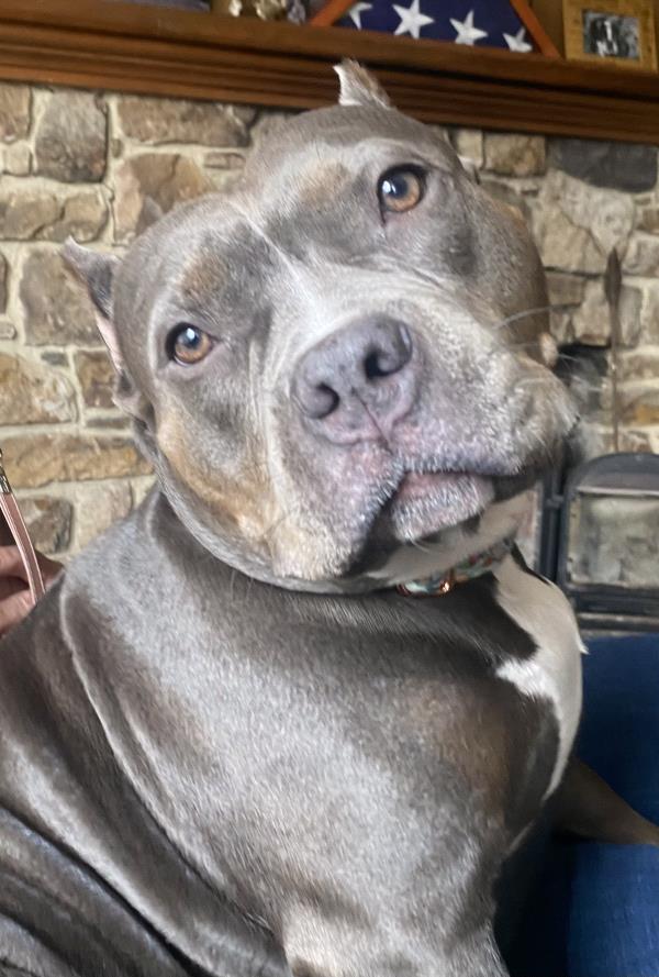 /Images/uploads/Canine Rescue of Central PA Rescue Royalty/CRCPA-rescue-royalty/entries/34139thumb.jpg